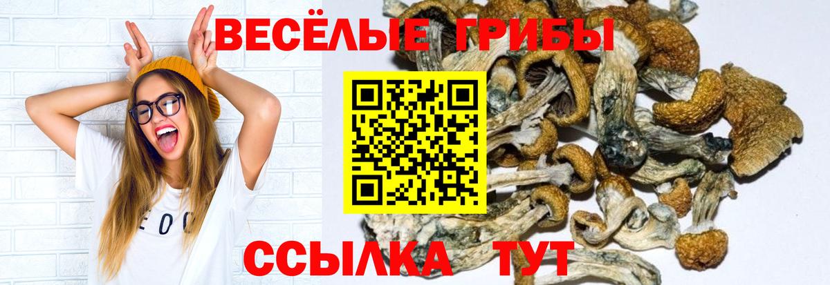 Галлюциногенные грибы Cubensis Дмитров